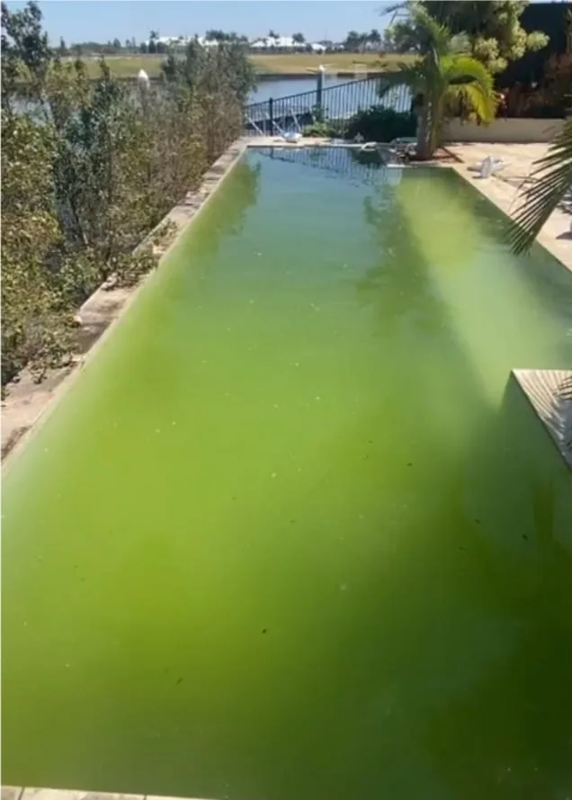 Green pool before Deep Blue cleaned it