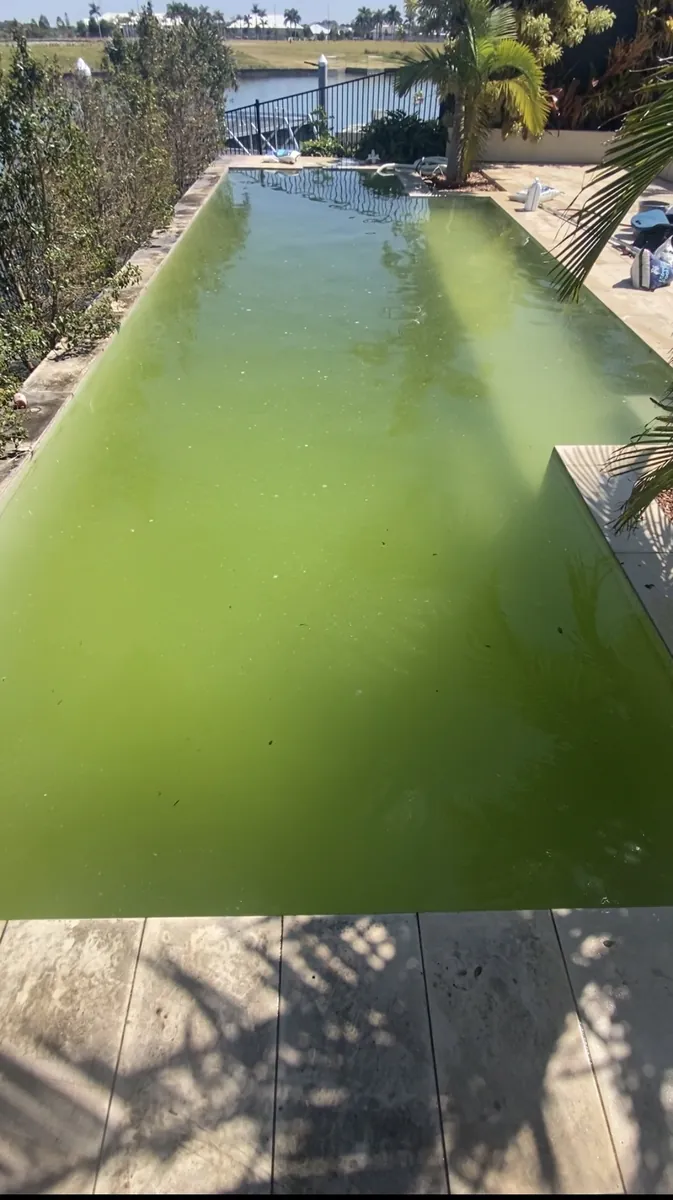 Green pool ready for a Deep Blue green-to-clean rescue